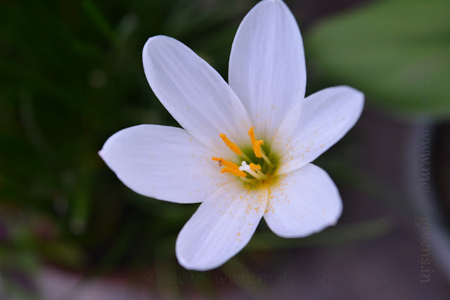 Rain Lily Bloom