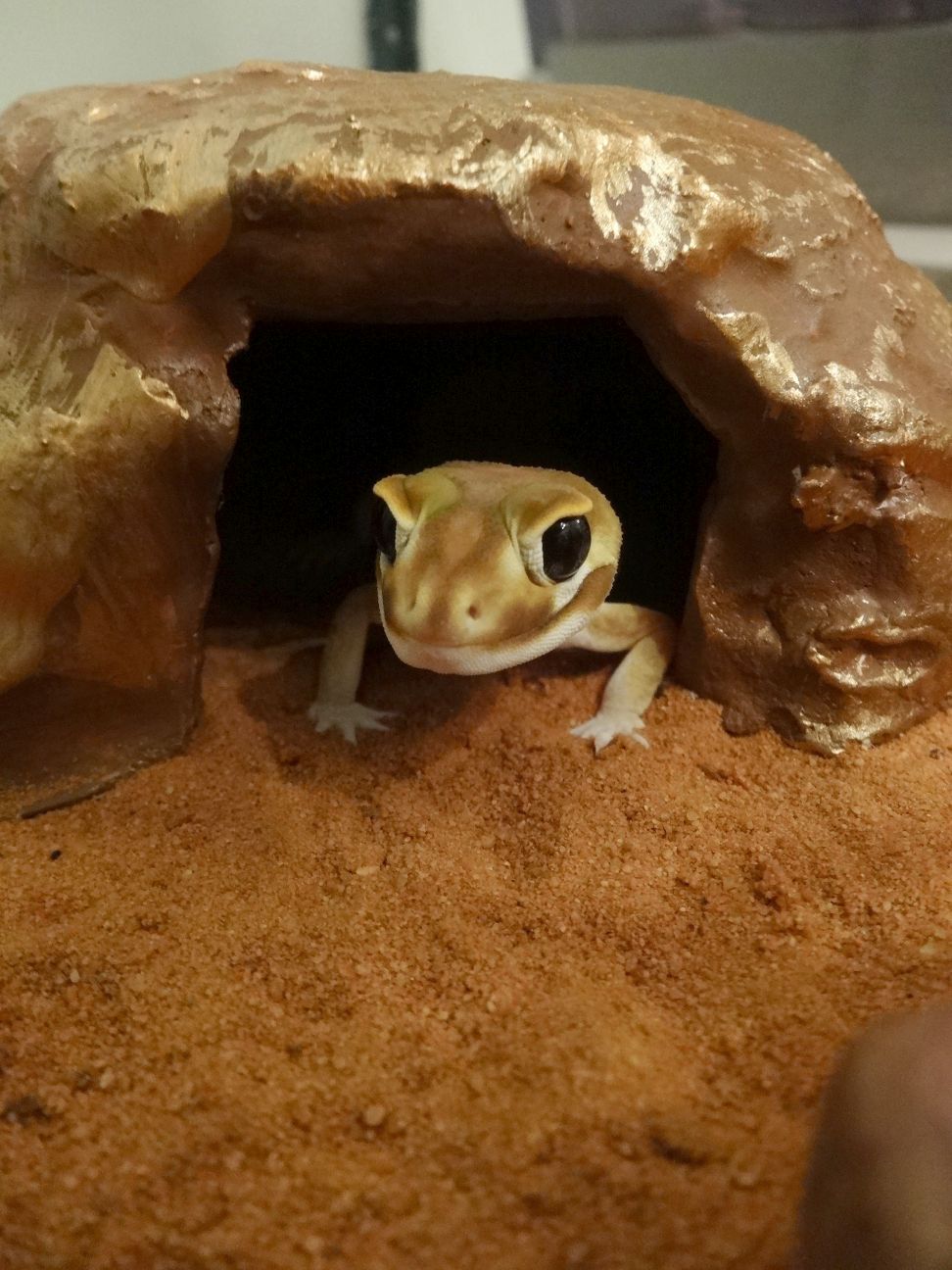 echo the gecko