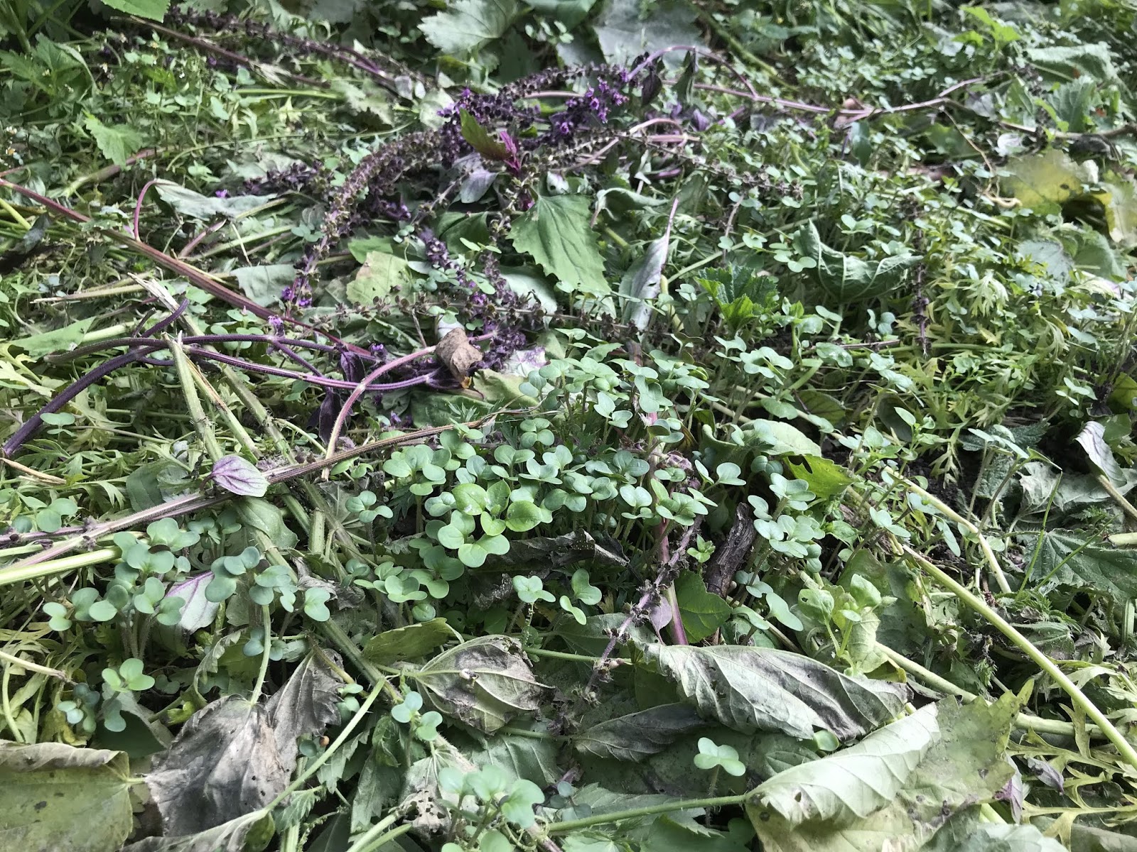 Jaimee Entdeckt Die Praktischen Tagebucher Vom Familia Verlag