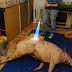 Bắt khẩn cấp Chủ tịch mổ lợn trong nhà tại Berlin là người Vĩnh Phú