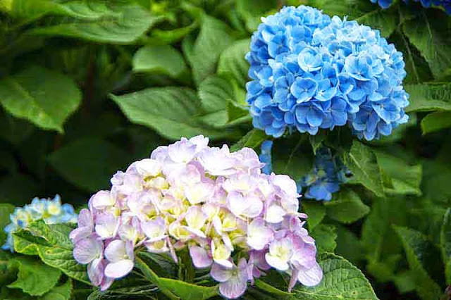 hydrangea flowers, ajisai