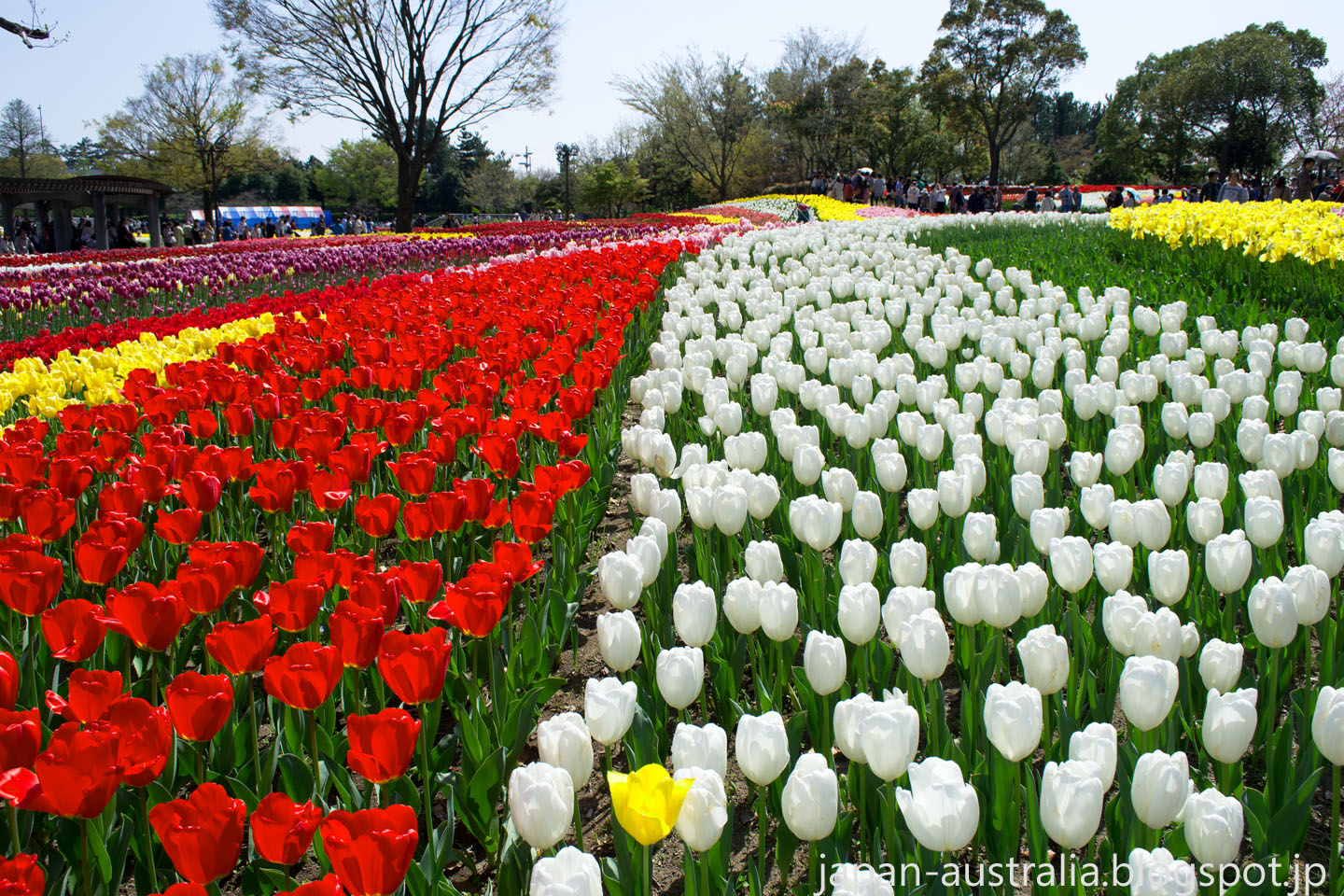 Japan Australia Tulip Festival Kiso Sansen Park