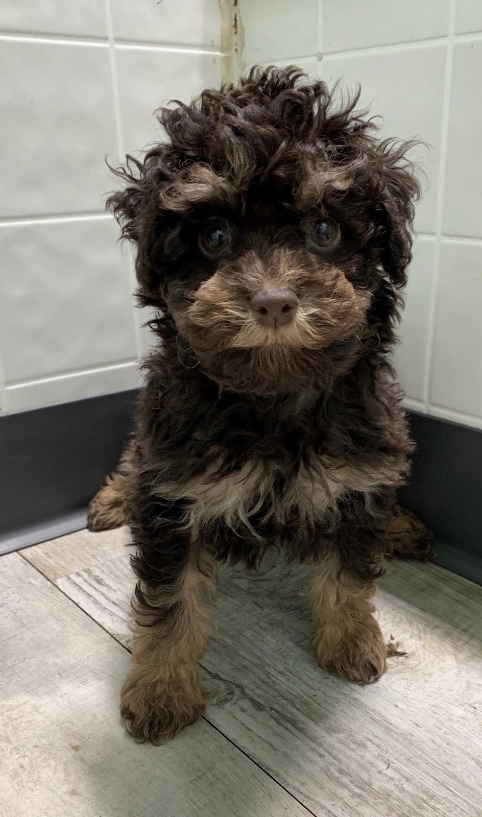 B & C Kennels: Poodles - Toys & Miniatures.