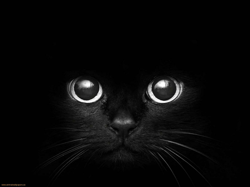 Cat Eyes Wallpapers