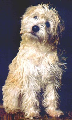 The dog in world: Dutch Smoushond (Hollandse Smoushond , Smoushond)