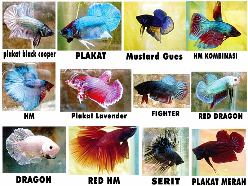 24+ Jenis Ikan Cupang, Info Spesial!