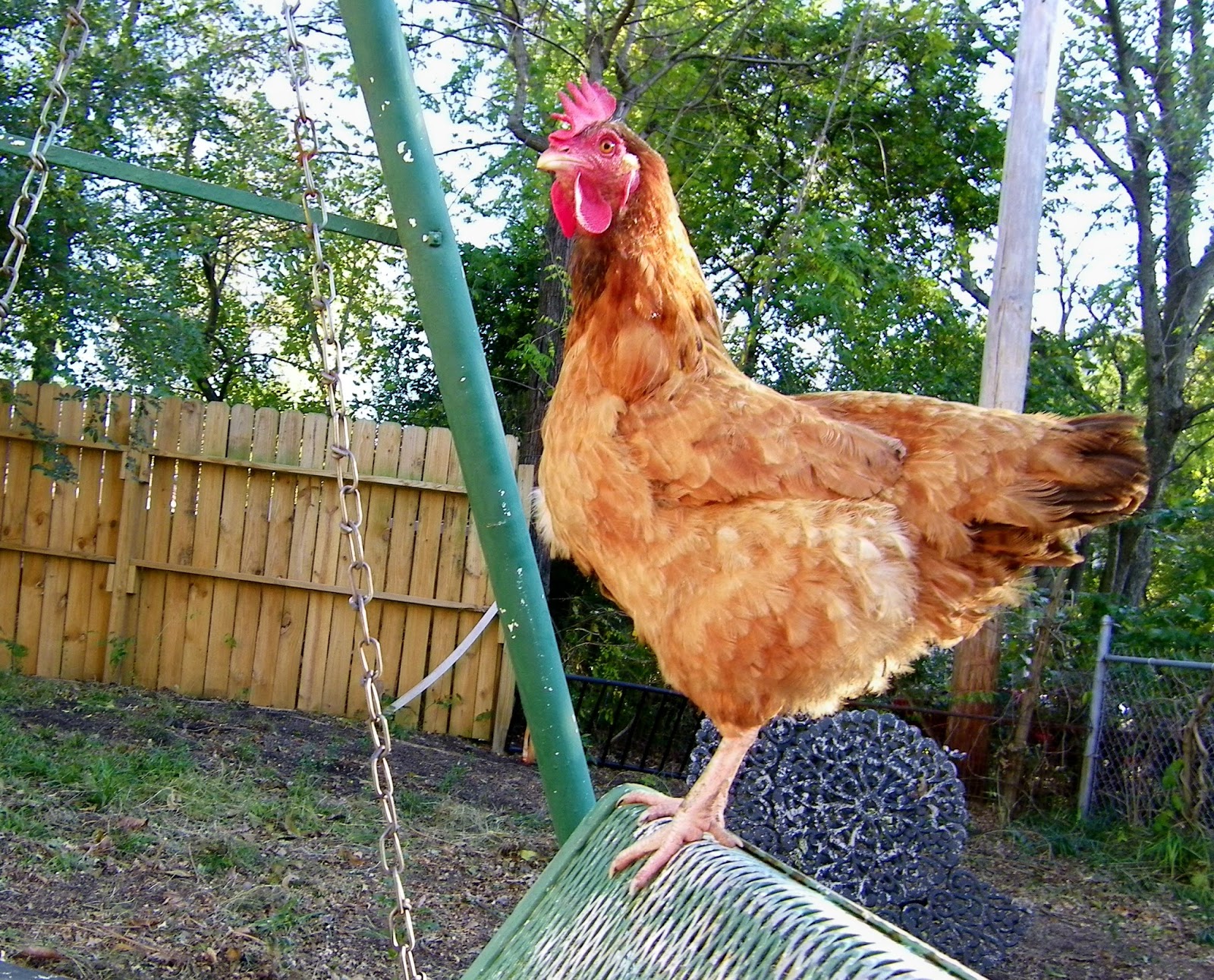 PRACTICAL PARSIMONY Prevent Predators Digging Under Chicken Pen