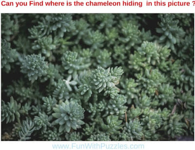 Picture Puzzle to Find Hidden Chameleon