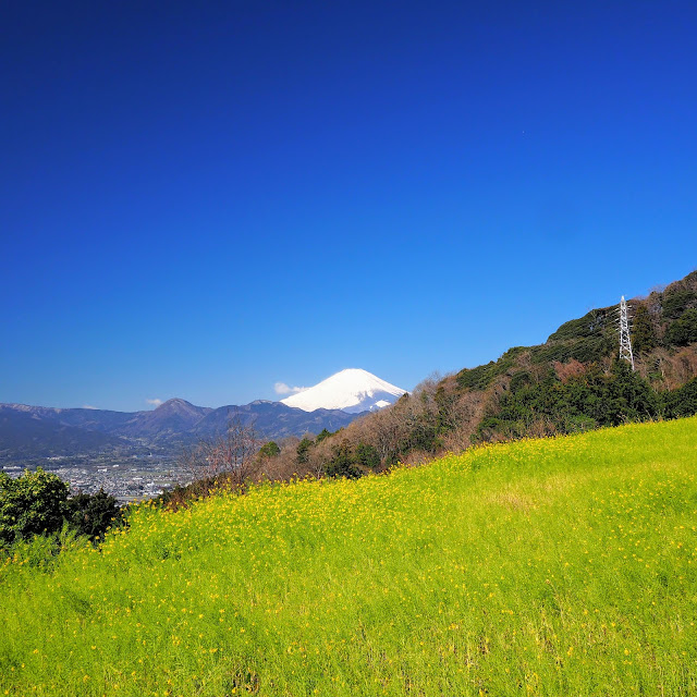 大井町　篠窪　富士見塚　菜の花　富士山