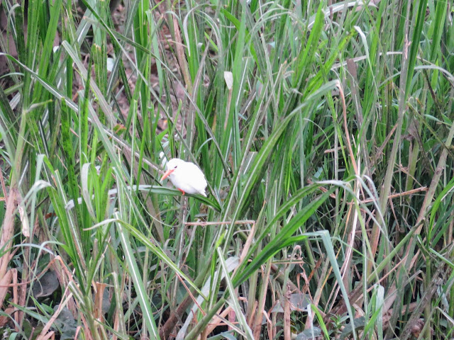 Albino Malachite Kingfisher on the Kazinga Channel in Uganda Albino Malachite Kingfisher on the Kazinga Channel in Uganda