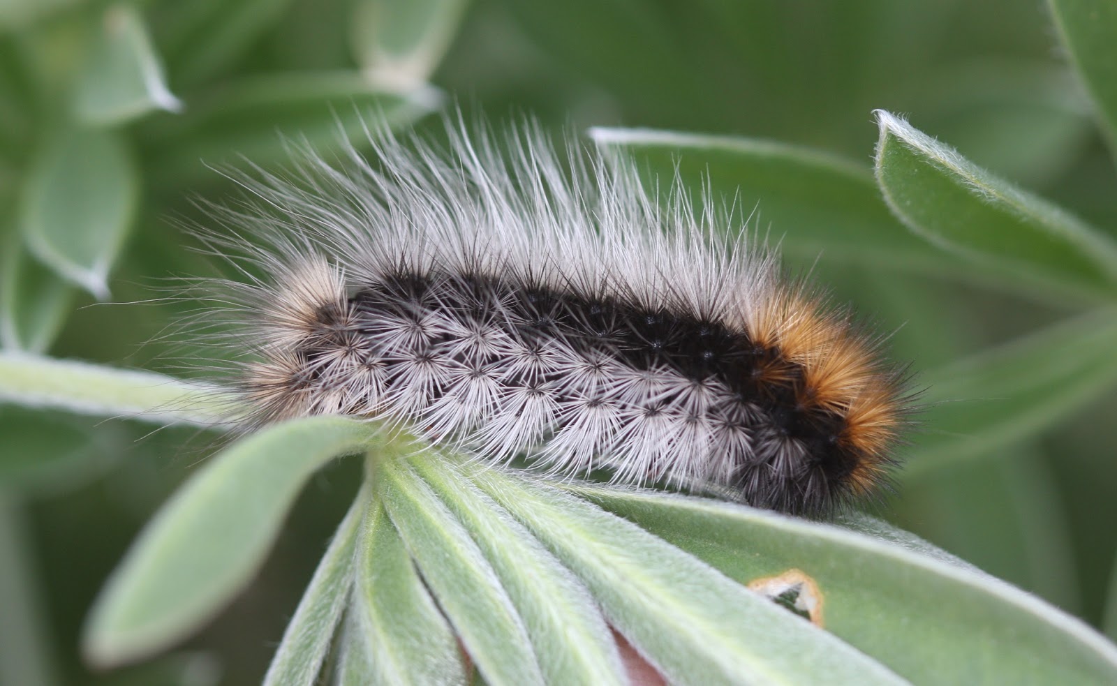 Natural Musings The woolly bear presidential election outlook, 2016