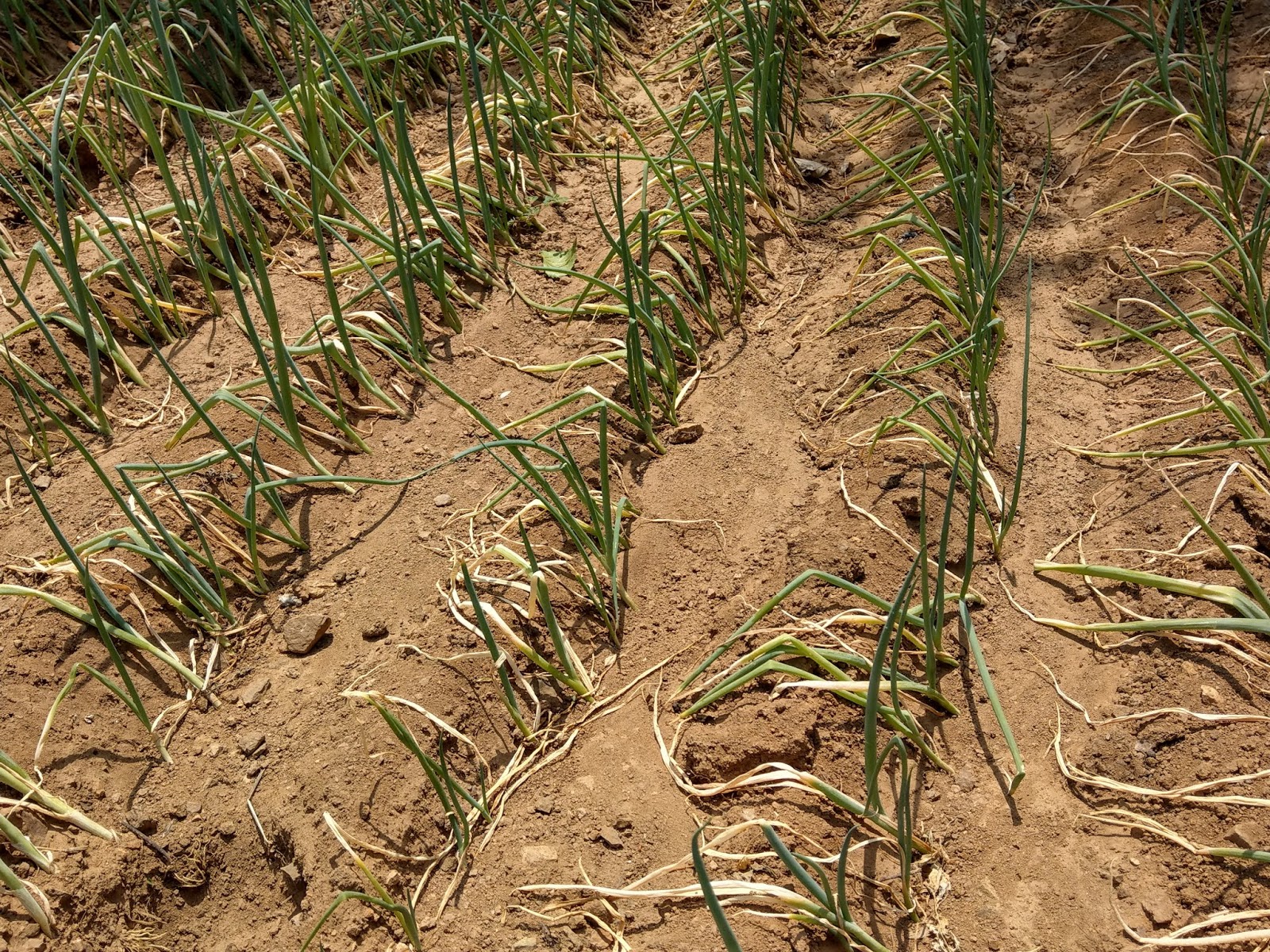 Von Enten Pandas Und Drachen Kapitel 3 Die Grosse Chinesische Mauer