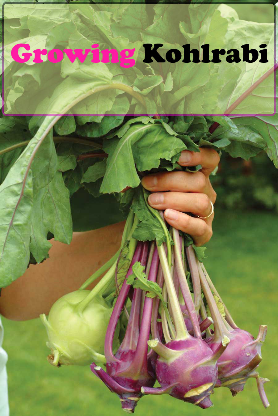 Tips for Growing Kohlrabi, Kohlrabi Plant, Kohlrabi Seeds Everything