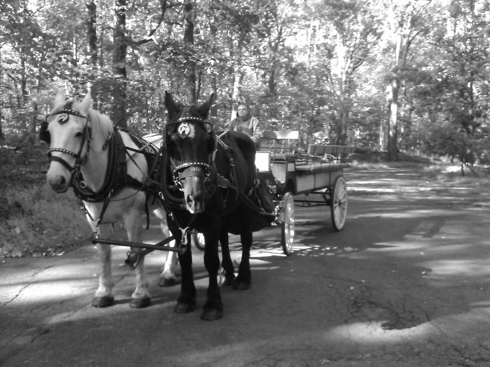 Dream Horse Carriage Company Black and White Team with WagonDream