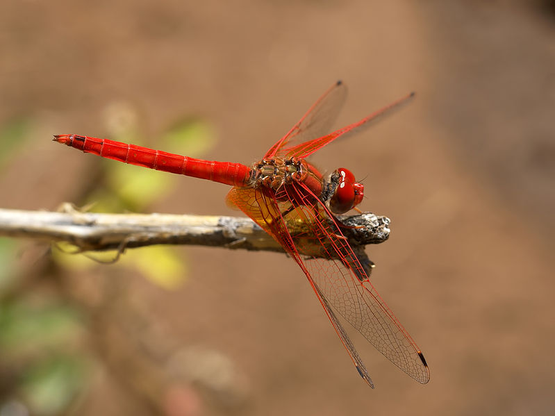 Amazing Dragonfly Insect - Dragonfly Facts, Images ...