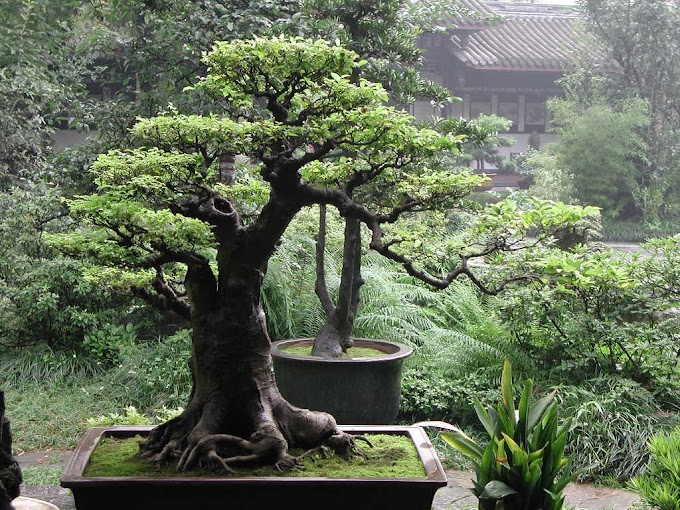 Memulai Usaha Bisnis Bonsai