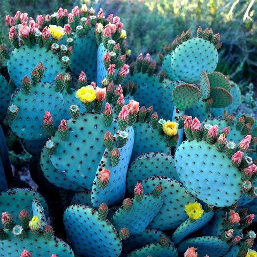 Isn't Nature Beautiful! Everyone should see the desert bloom at least once in their Lifetime!