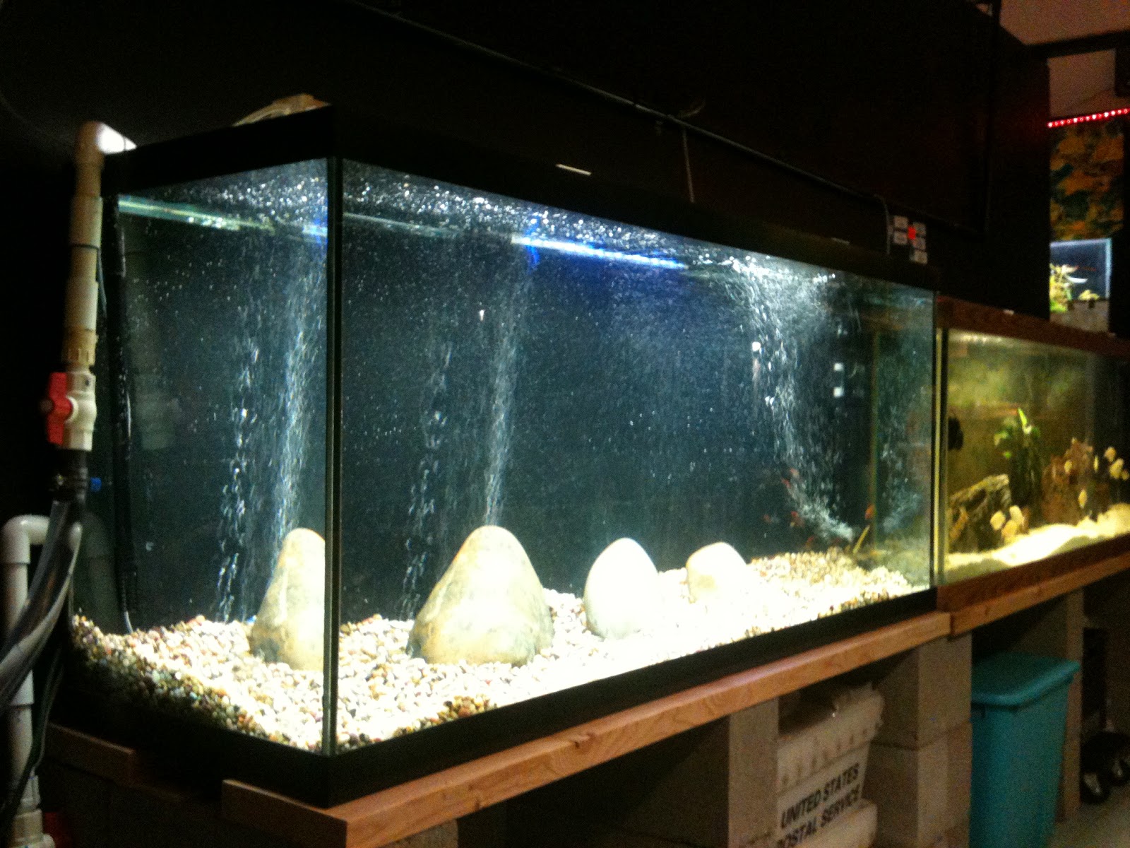 Finatics Tropical Fish A US native fish tank?