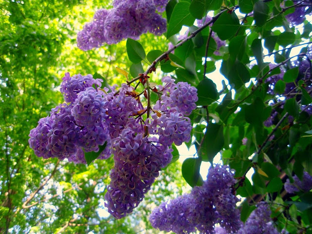 Diary of a Simple Gardener: Lilac Trees