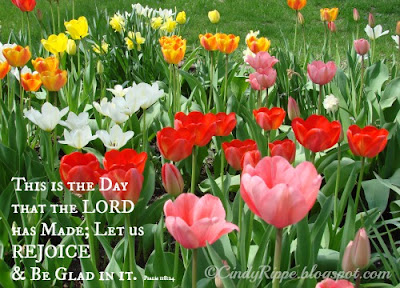 Grateful-for-Tulips-and-Working-in-the-Garden-©CindyRippe2013 Tulips, Psalm 118:24, Office work in the Garden, This is the Day the Lord has Made, Spring Flowers, Florals-Family-Faith, Cindy Rippe