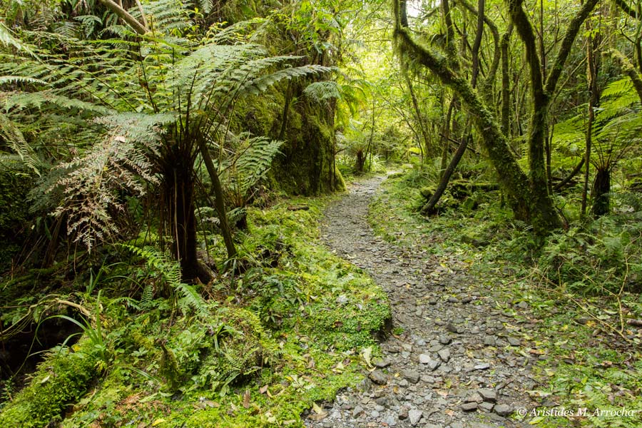 Fotografiando caminos del mundo Parque Nacional Westland Tai Poutini