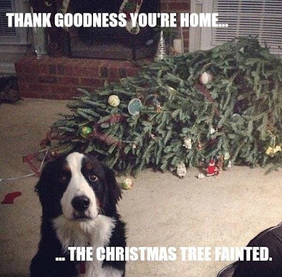 dog shaming, the christmas tree fainted, guilty dog