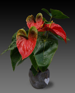 bunga anthurium bunga anthurium