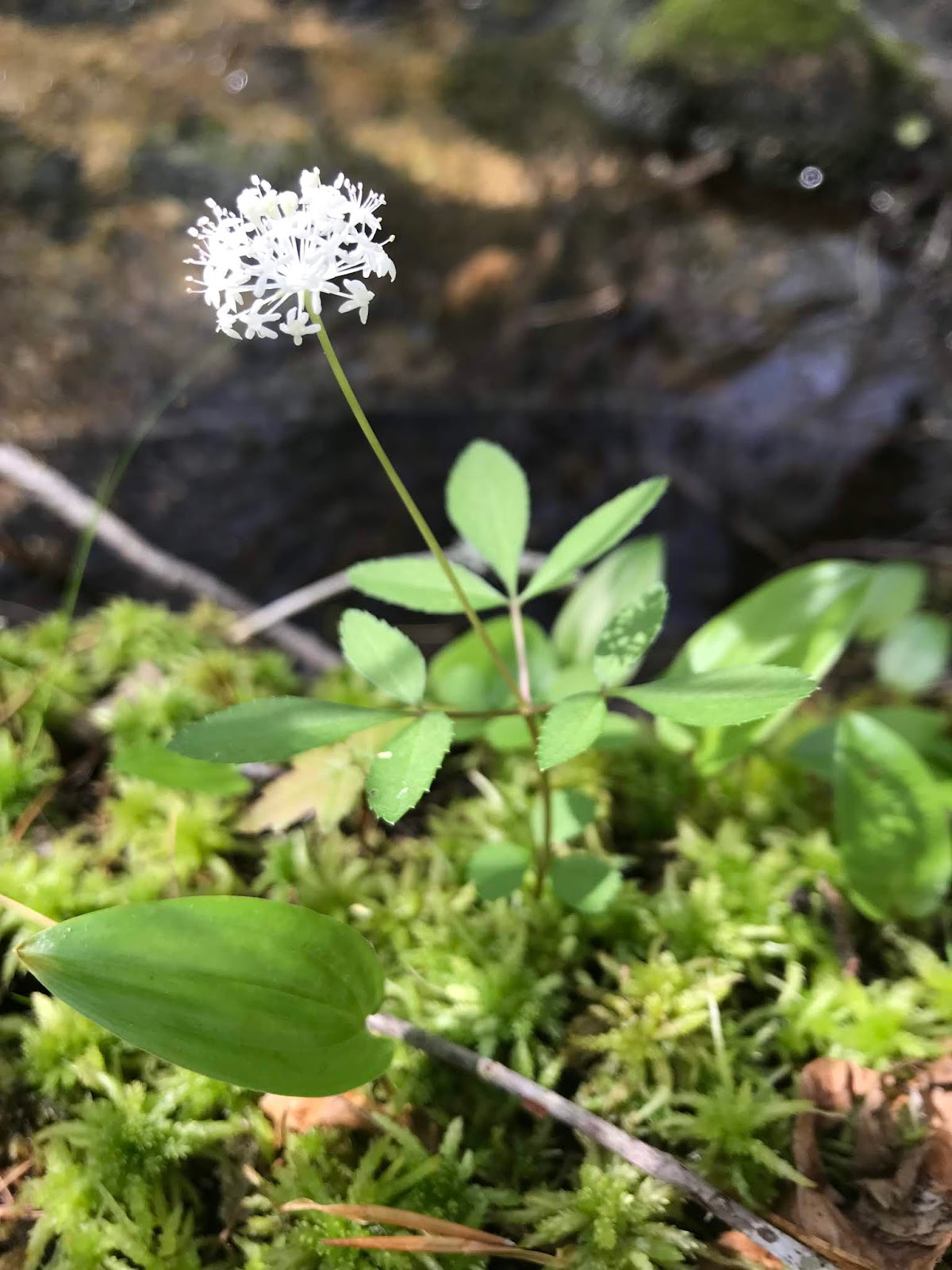 OXOXO 11 May oxoxo-11-may