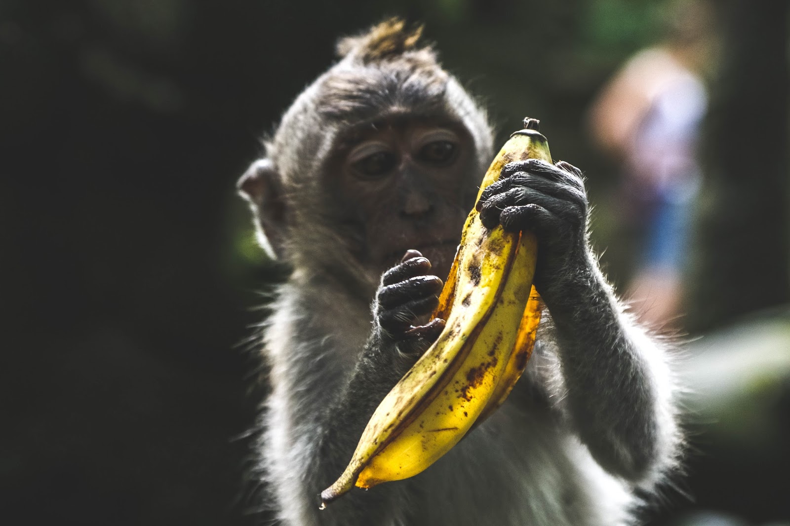 Heading over to Bali for the first time? Here is everything you need to know for a stress free, budget friendly holiday!