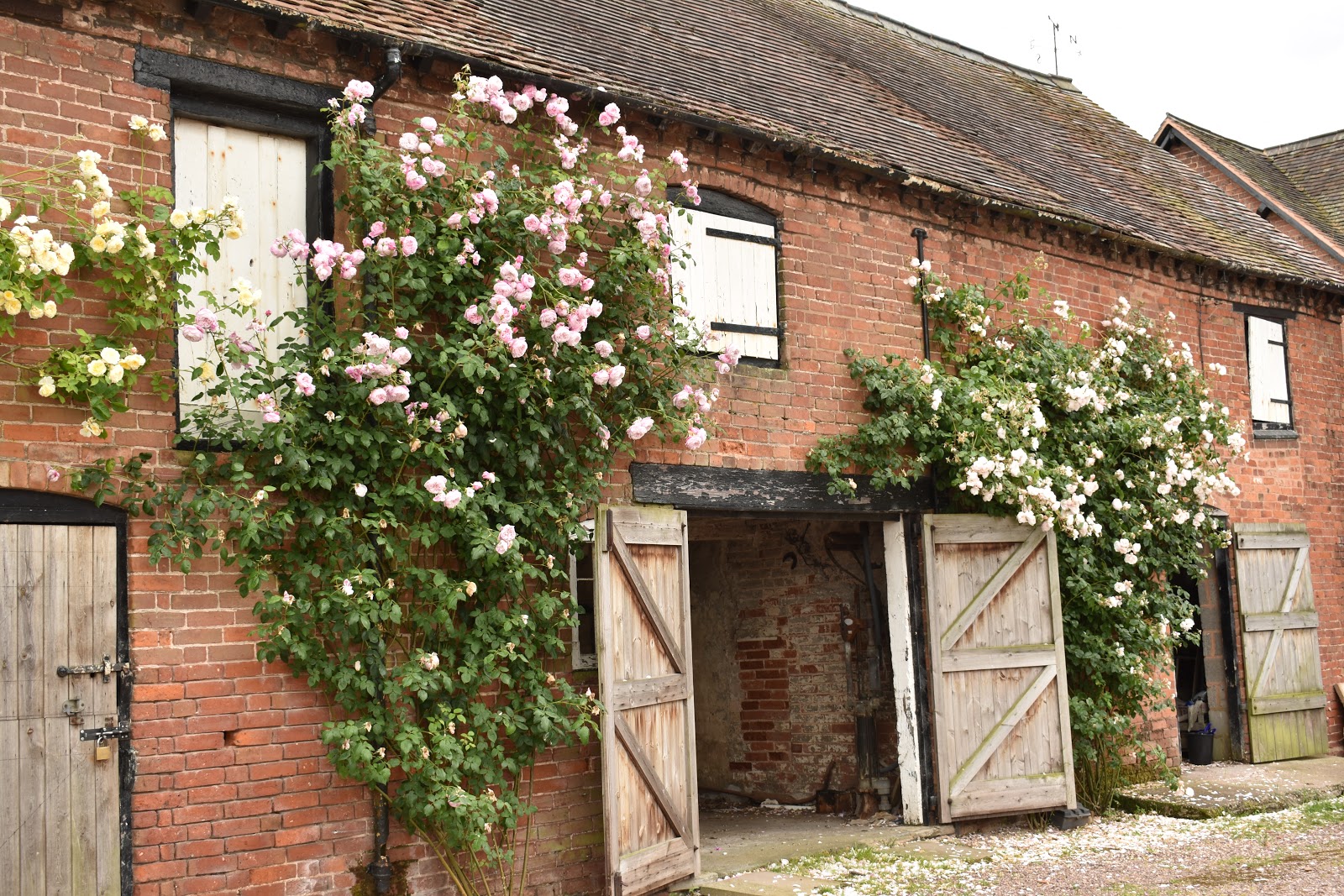 David Austin Roses Near Me