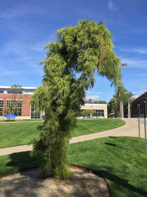 Pinus strobus 'Pendula' at Butler University