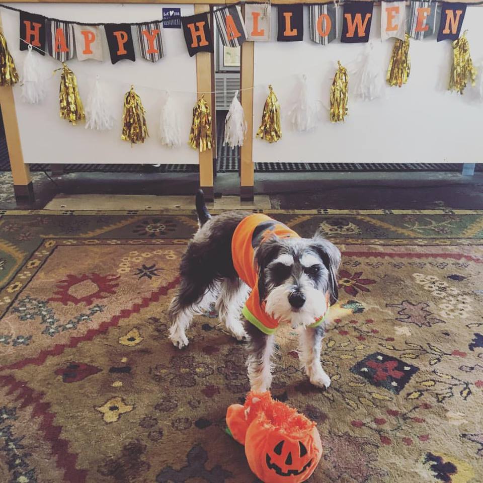 Best Halloween Party Music Mix Playlist Rock Funk Kitsch And Novelty