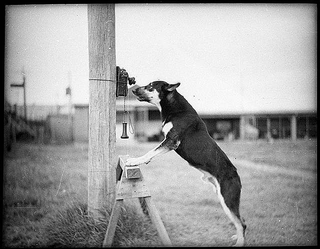 Police dog, Tess, 29 January 1935, by Sam Hood