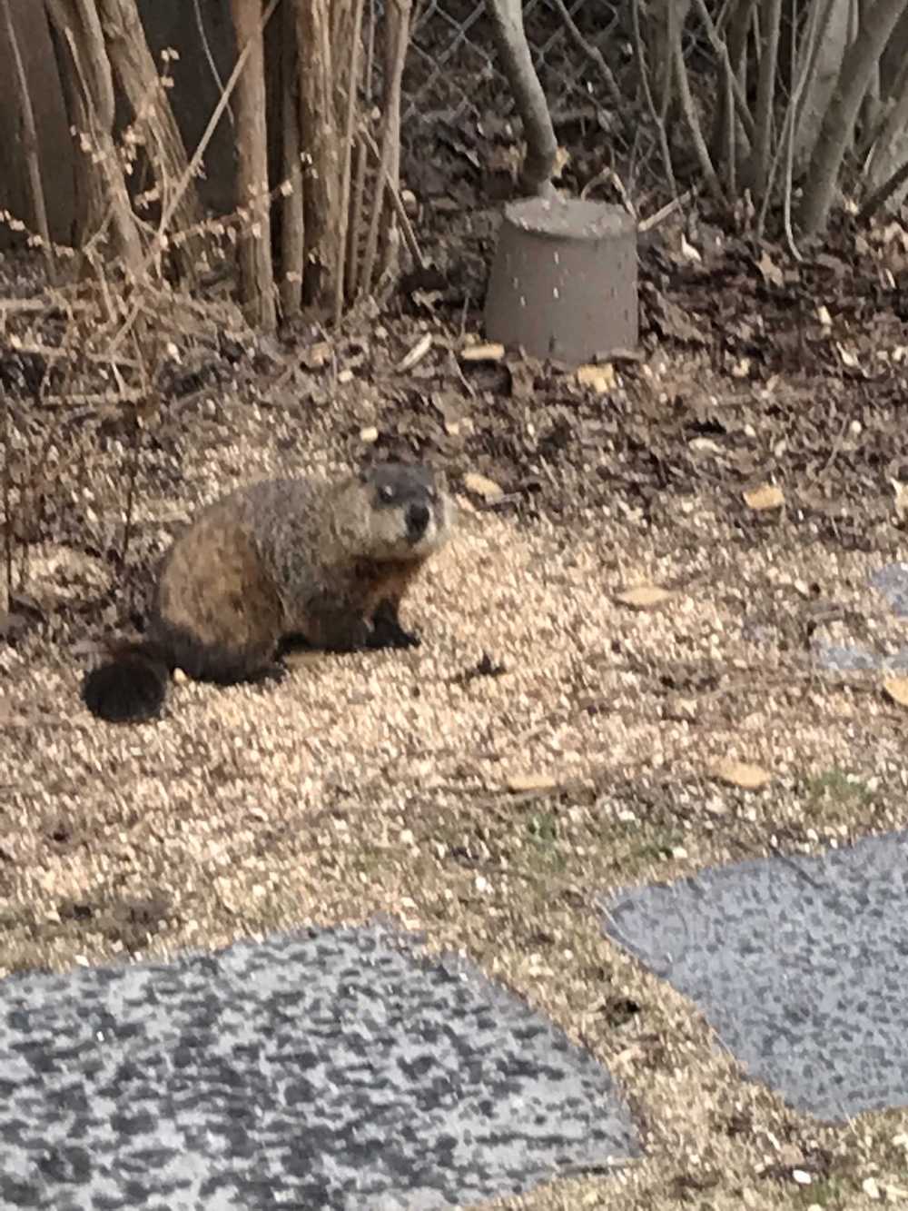 CABBAGETOWN NEIGHBOURHOOD REVIEW April 11