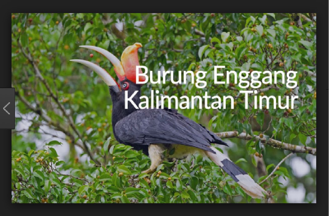 Kunci Nada Lagu Daerah Kalimantan Timur Burung Enggang Video Music