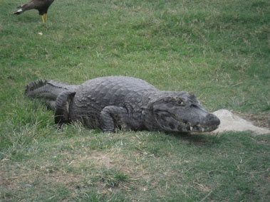 jacare do pantanal