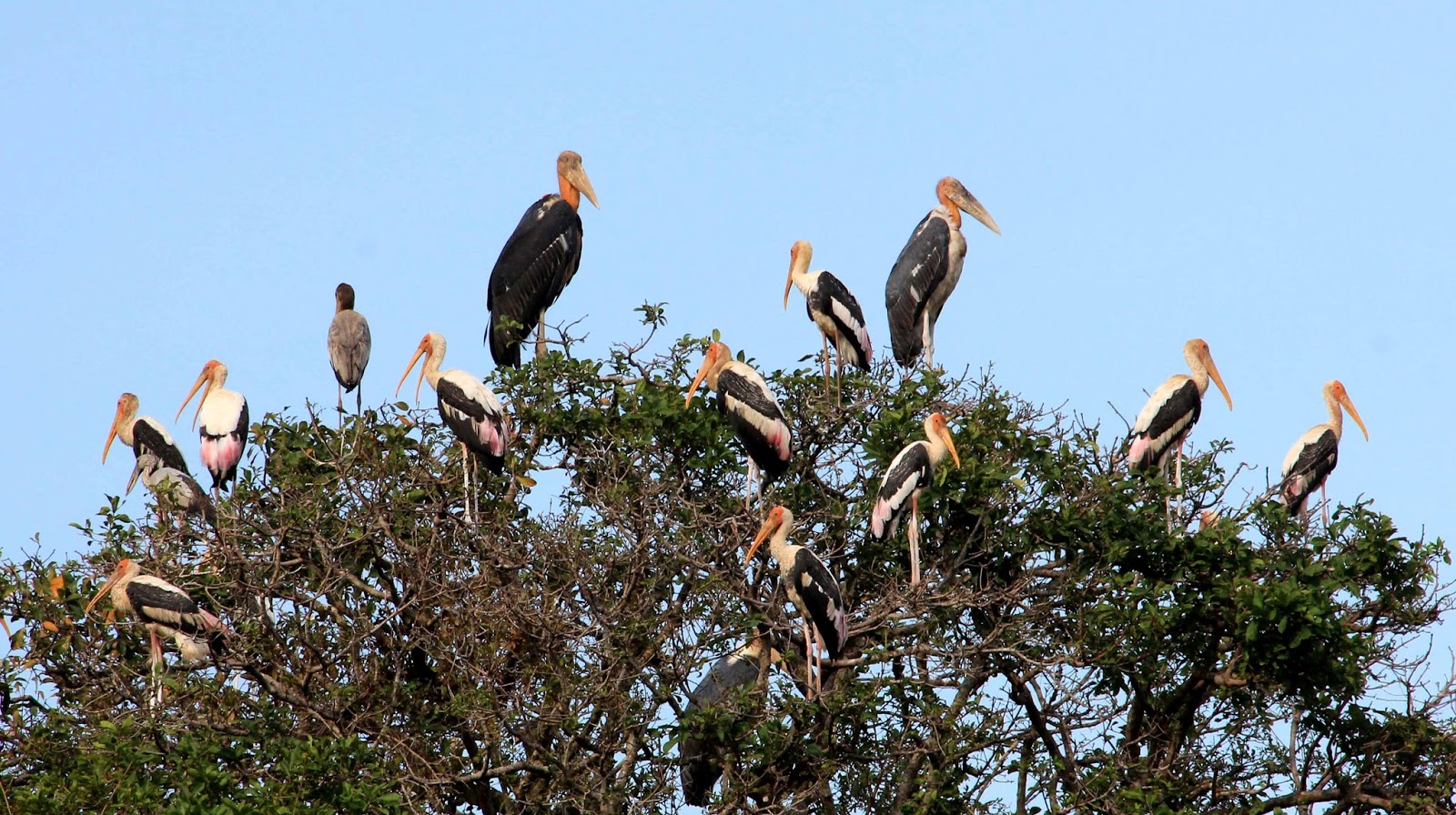 черный аист птица. охраняемые птицы. кузнецкий алатау черный аист. охраняемые птицы. черный аист беларуси.