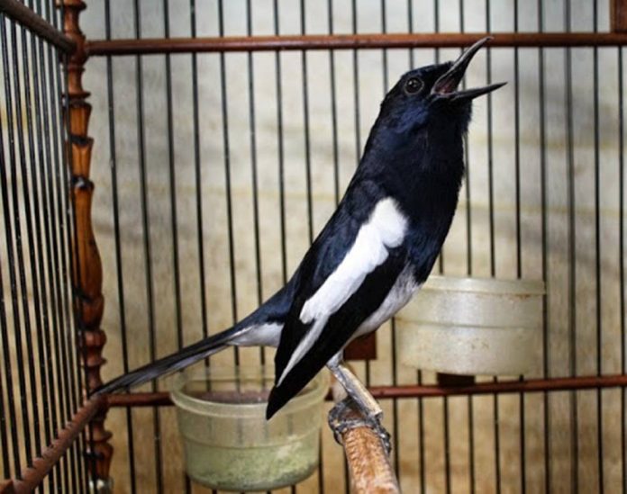 Dunia Kicau Cara Membedakan Burung Kacer Dan Cara Perawatan