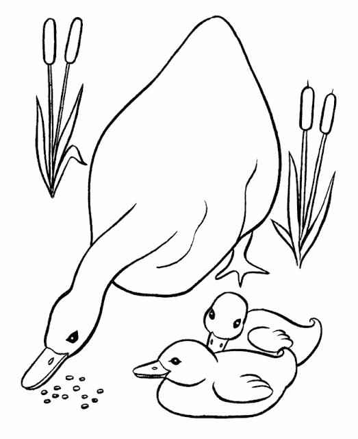 Best Mom Duck Drawing Cartoon HD Wallpaper
