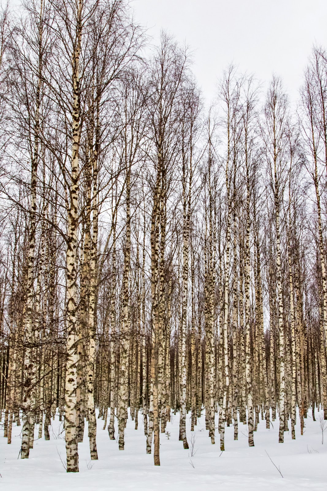 PETER'S PORTFOLIO..............Bird & Wildlife Photography Silver