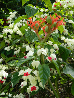 Clerodendrum thomsoniae Bleeding heart vine at Orchid World Barbados by garden muses-not another Toronto gardening blog