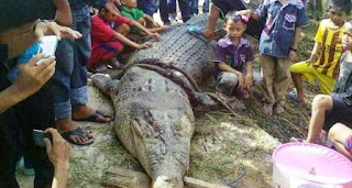 buaya sangatta terbesar kalimantan buaya sangatta terbesar kalimantan