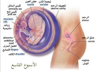 مراحل الحمل مراحل الحمل