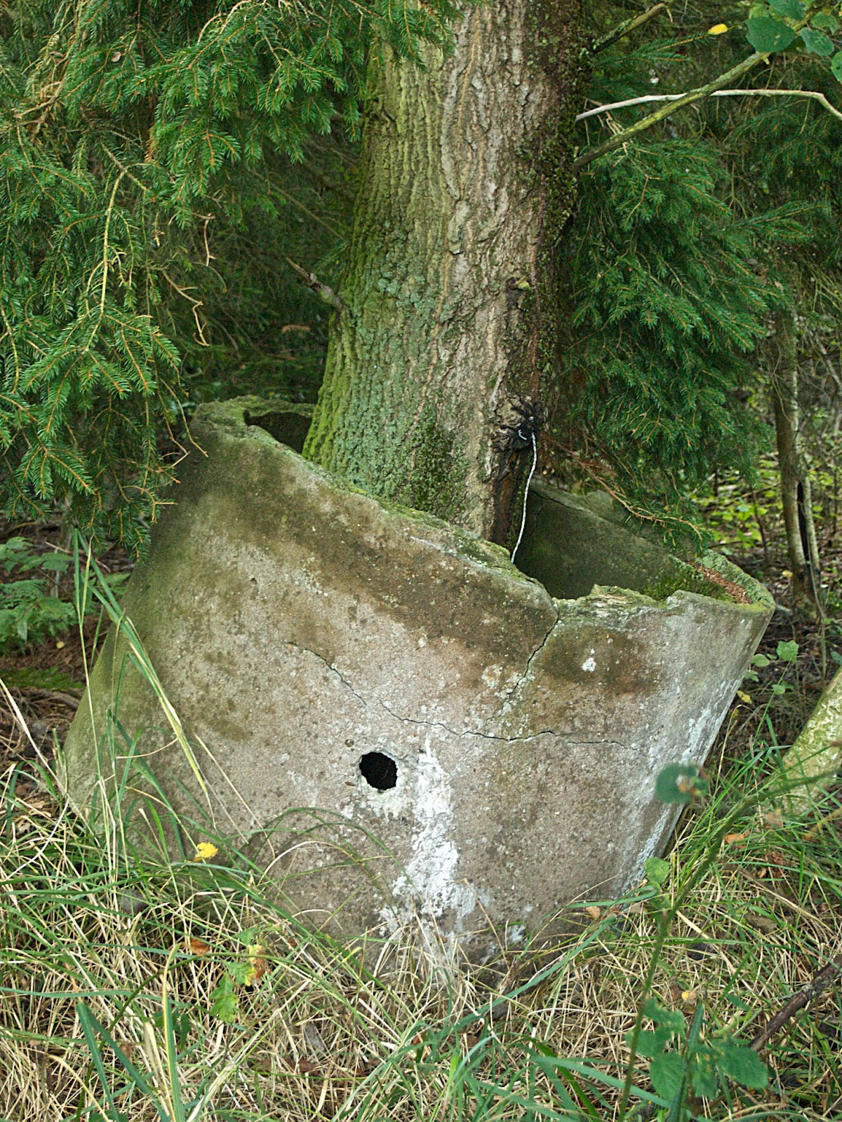 Im Garten und am Wegesrand Baum im Betonring