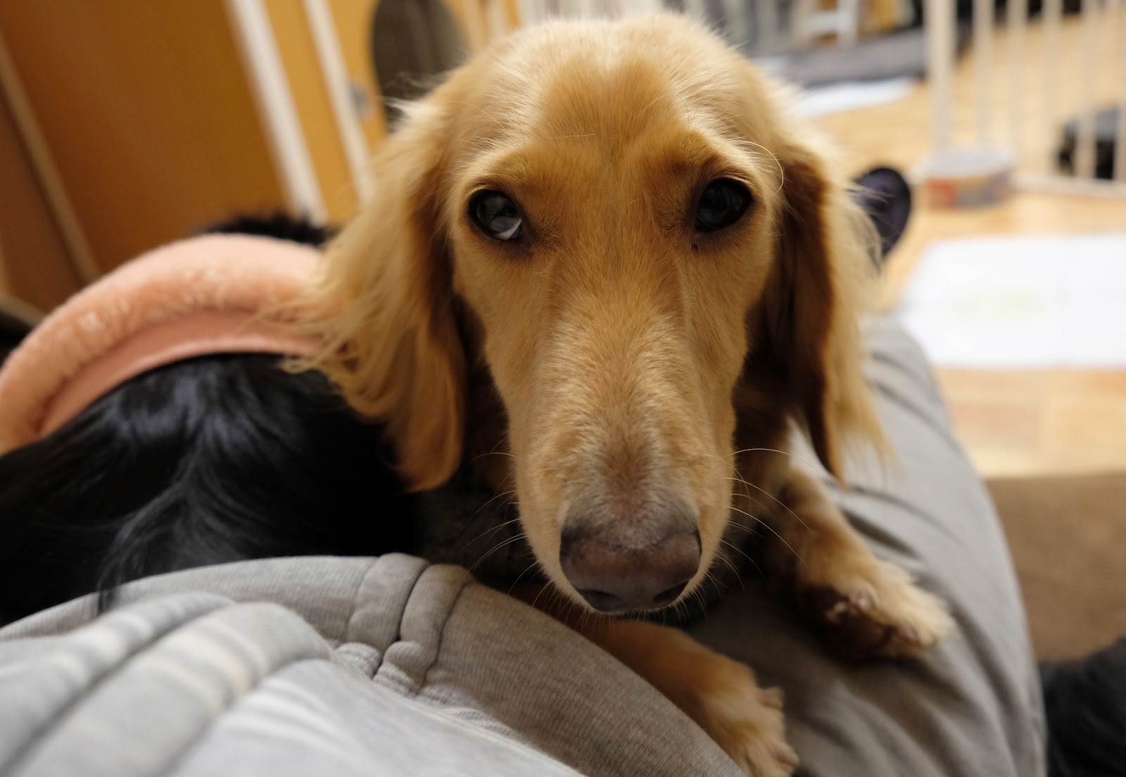 Pet Hotel 11 お庭番のブログ 10月 17