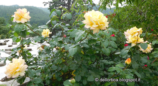 rosa gioia peace confetture petali cinorrodi per tisane della fattoria didattica dell ortica a Savigno Valsamoggia Bologna in Appennino vicino Zocca