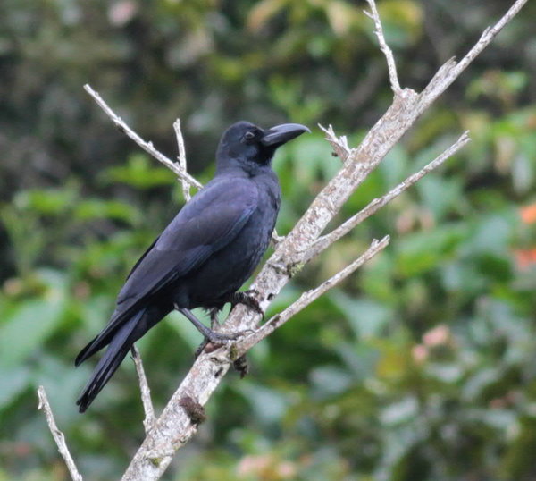 Mike is the name Birding is the game ( Birding in Malaysia - Malaysian ...