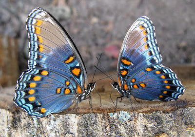 two-butterflies