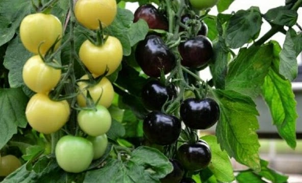 Tomat Hitam Ini Di beri Harga Rp 80 Ribuan Per Buah
