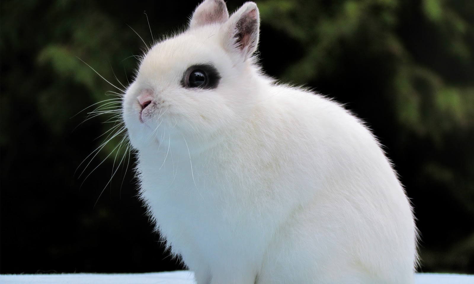 Cute Rabbit HD Wallpapers